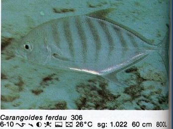Carangoides ferdau